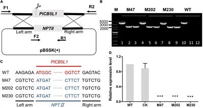 A Cytochrome B5-Like Heme/Steroid Binding Domain Protein, PlCB5L1, Regulates Mycelial Growth, Pathogenicity and Oxidative Stress Tolerance in Peronophythora litchii